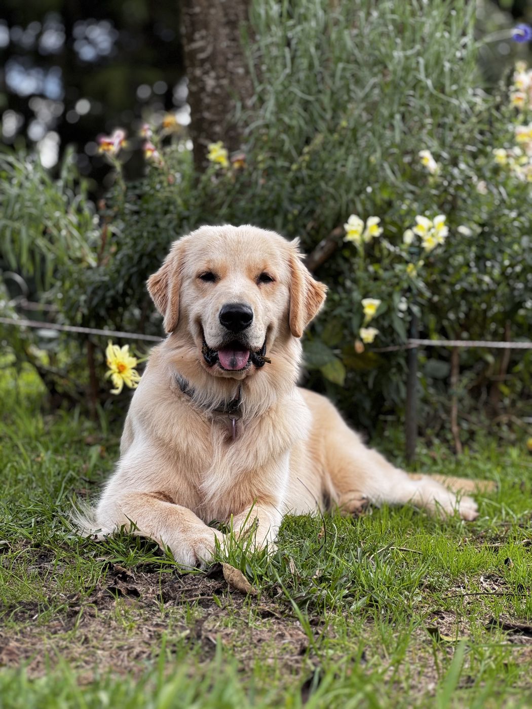 Atenas smiling among flowers