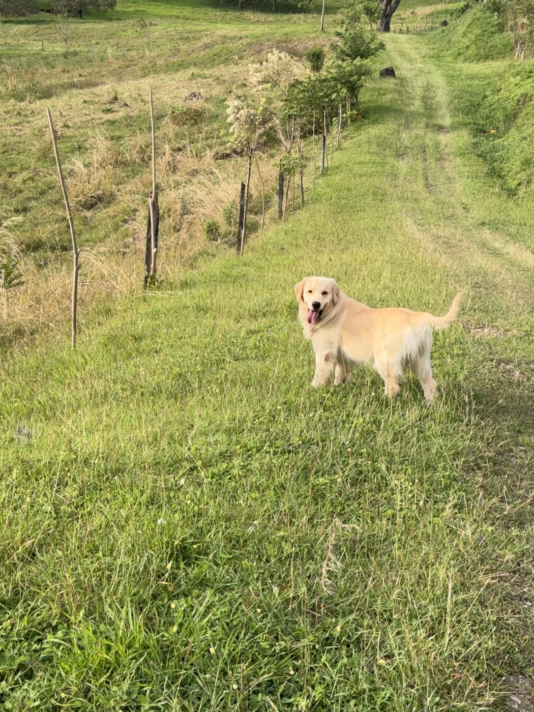 Atenas in a green meadow
