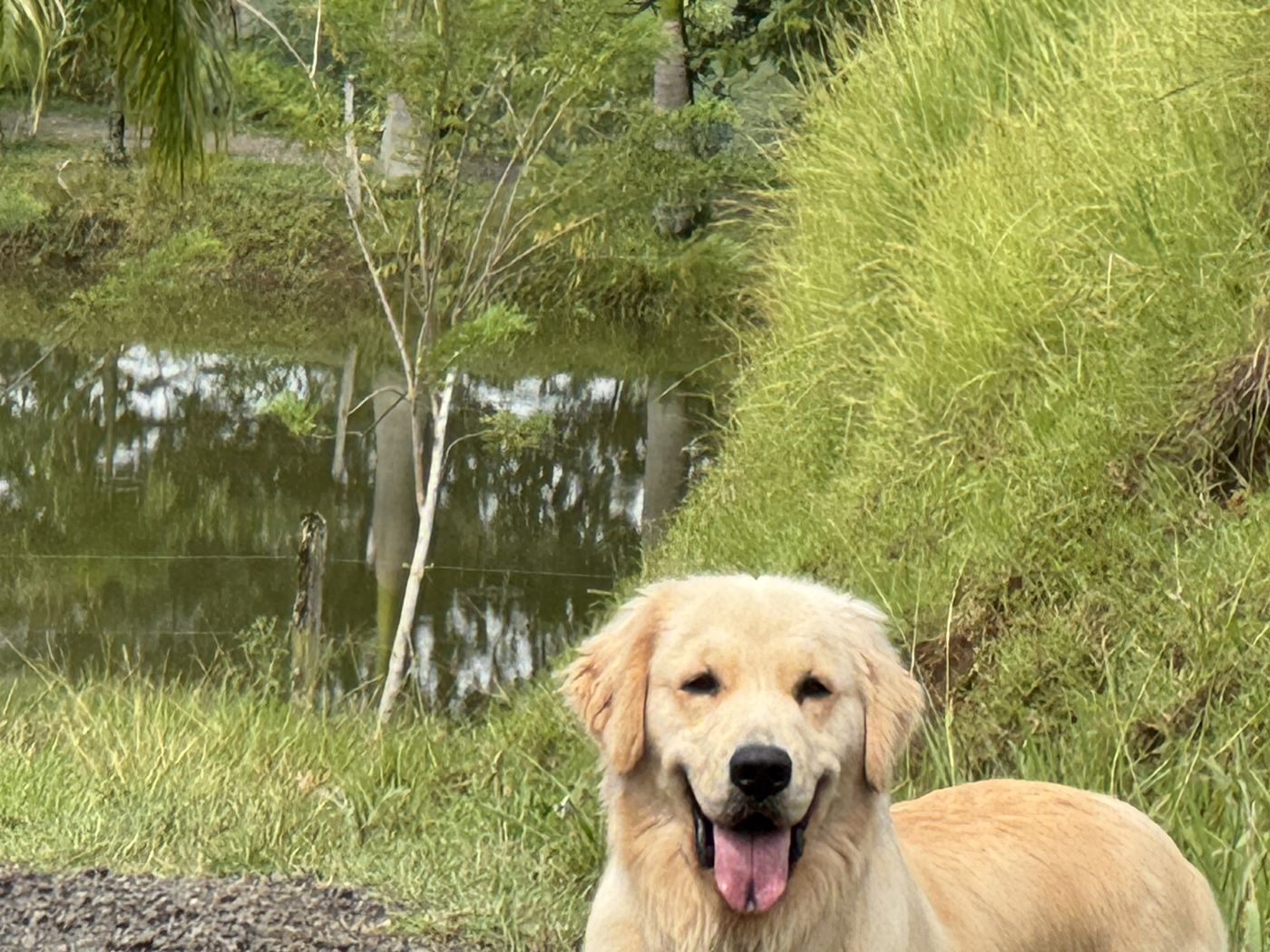Atenas by the pond